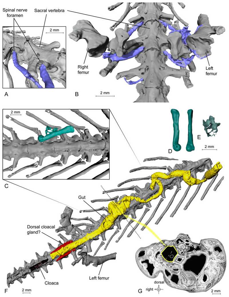 X-ray scans of the salamander mummy. The frog bones are in green. (Tisser et al, PeerJ (2017))
